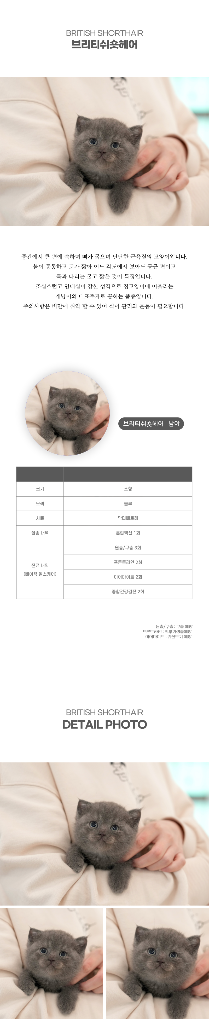 브리티쉬숏헤어_상세이미지_2